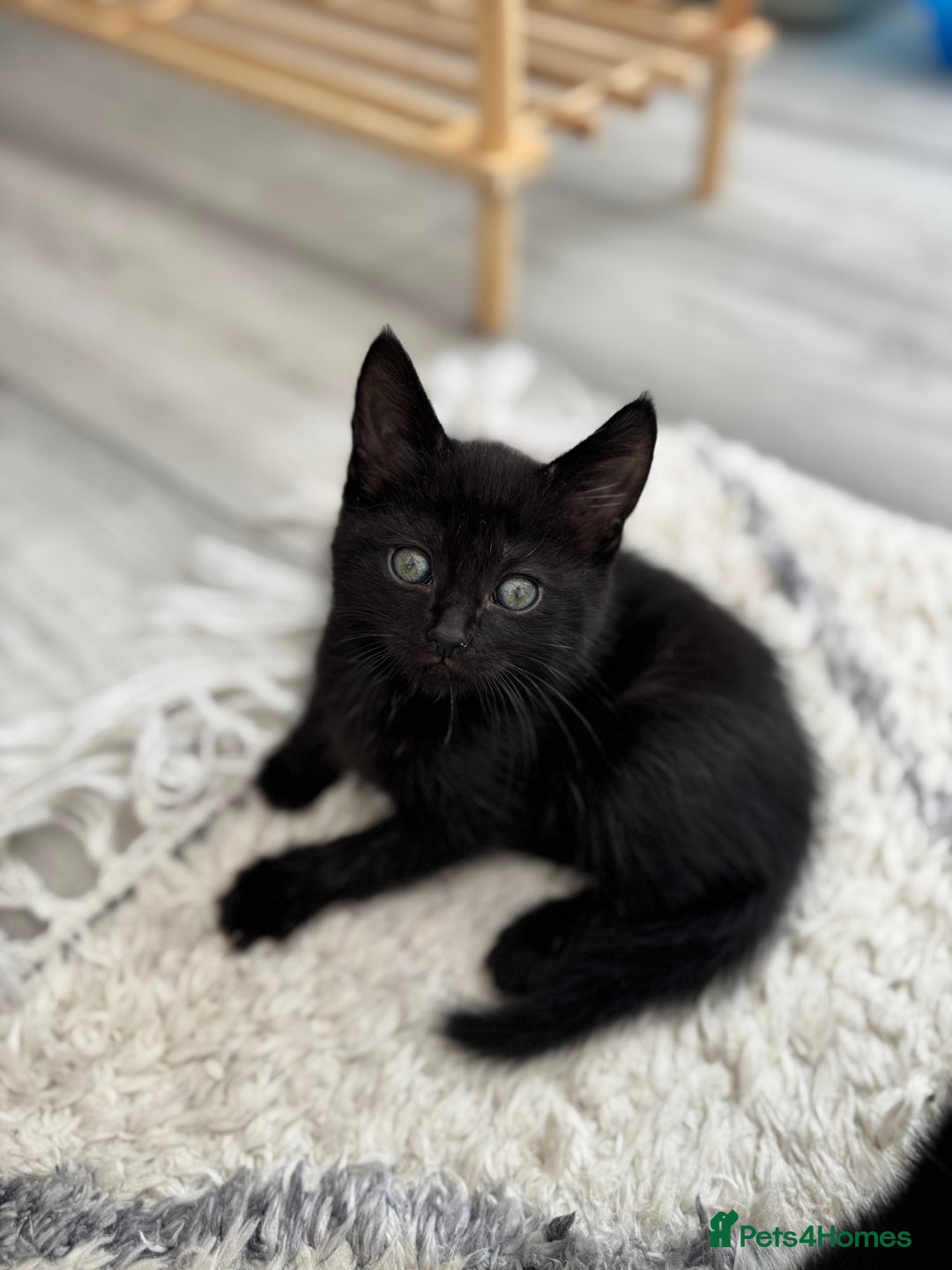 British Shorthair cats for sale: Kittens for sale  - Image 6