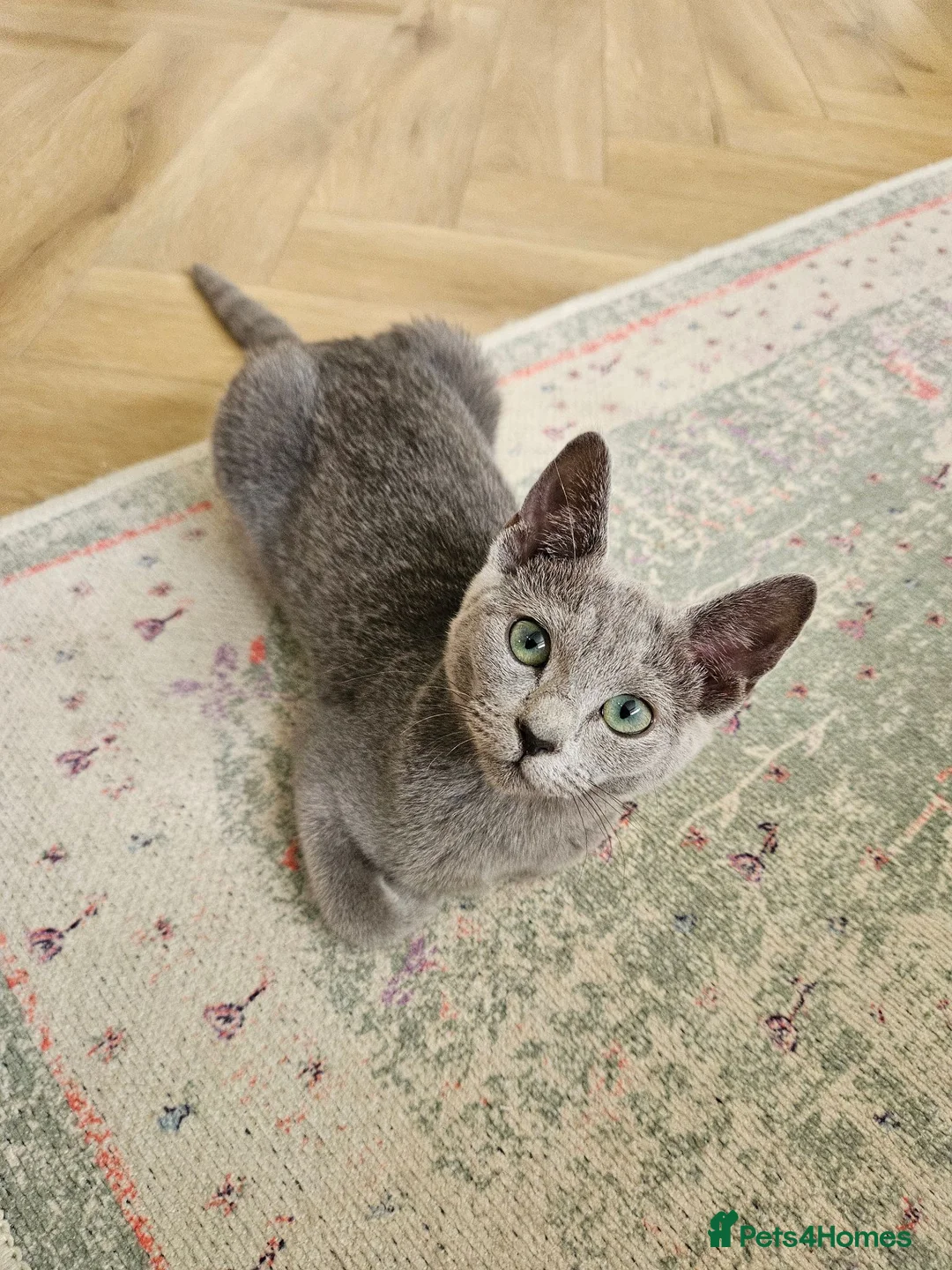 Russian Blue cats for sale: TICA registered Kitten looking for a special home in Sleaford - Advert 2