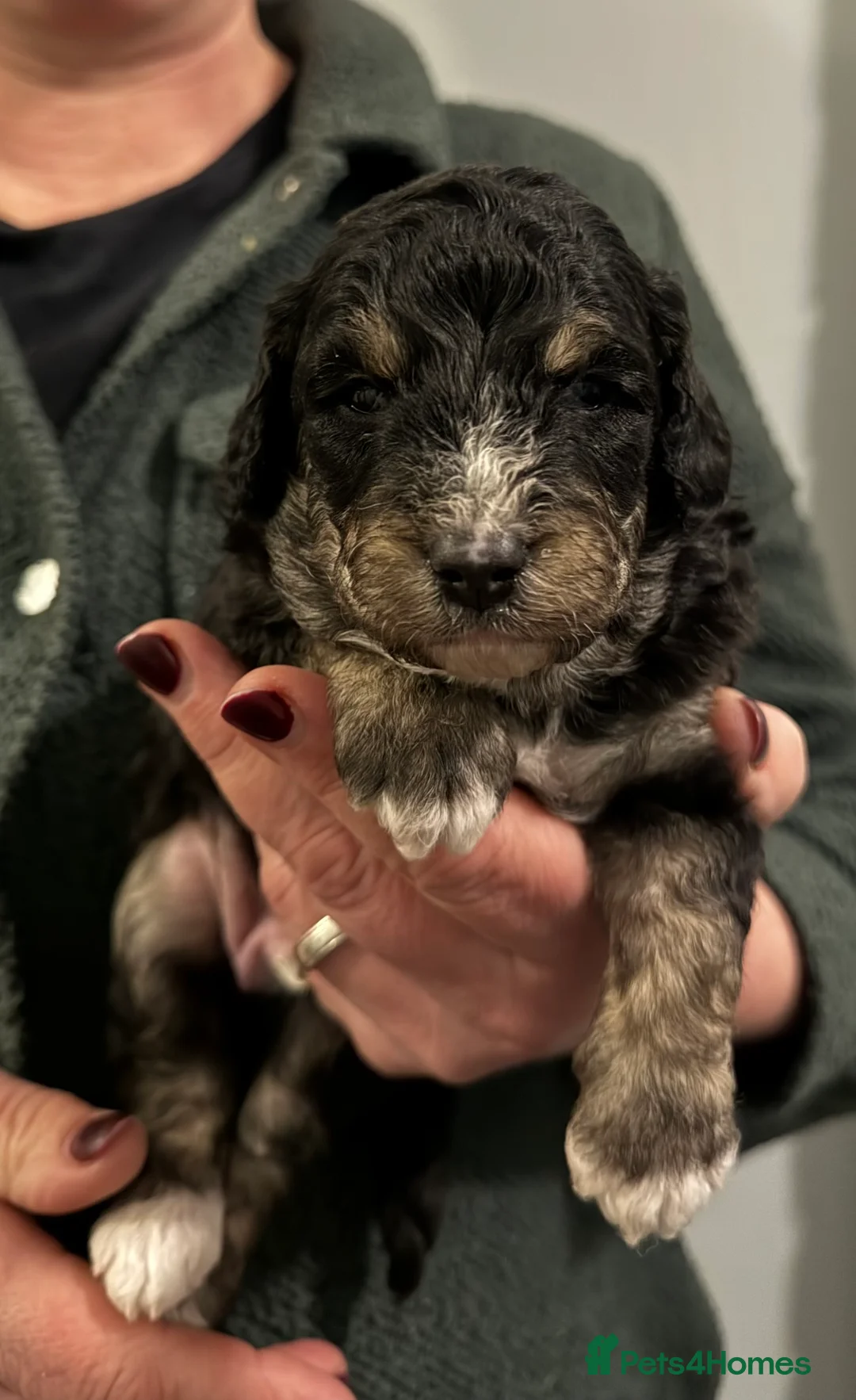 Bordoodle dogs for sale: Quality Miniature F1b Bordoodles  - Advert 6