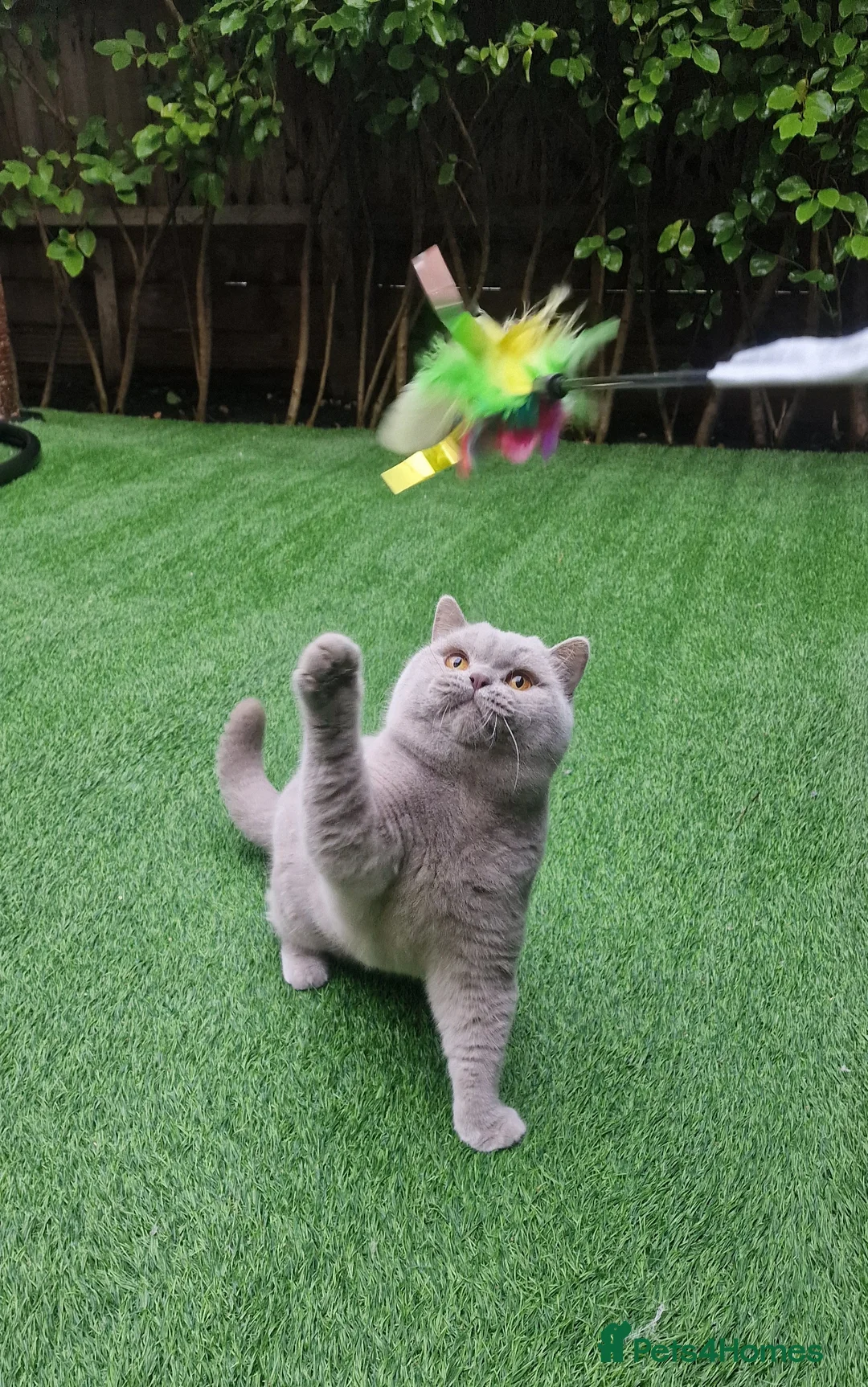 British Shorthair cats for stud: 🌟Exclusive Import ⭐World-Class Type🌟 - Advert 21