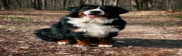 Bernese Mountain Dog dogs for sale: Gorgeous Bernese Mountain Dog Puppy Girl - Advert 6