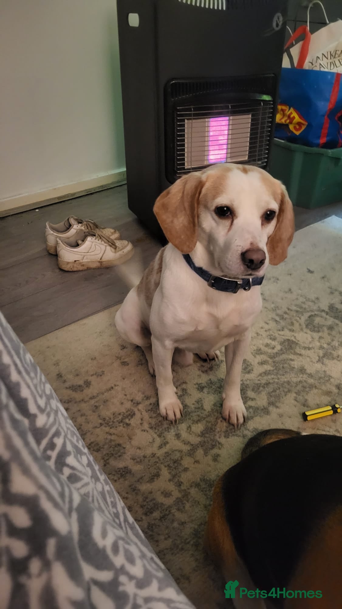 Beagle dogs Male beagle free  - Advert 2