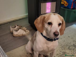 Beagle dogs Male beagle free - Advert 1