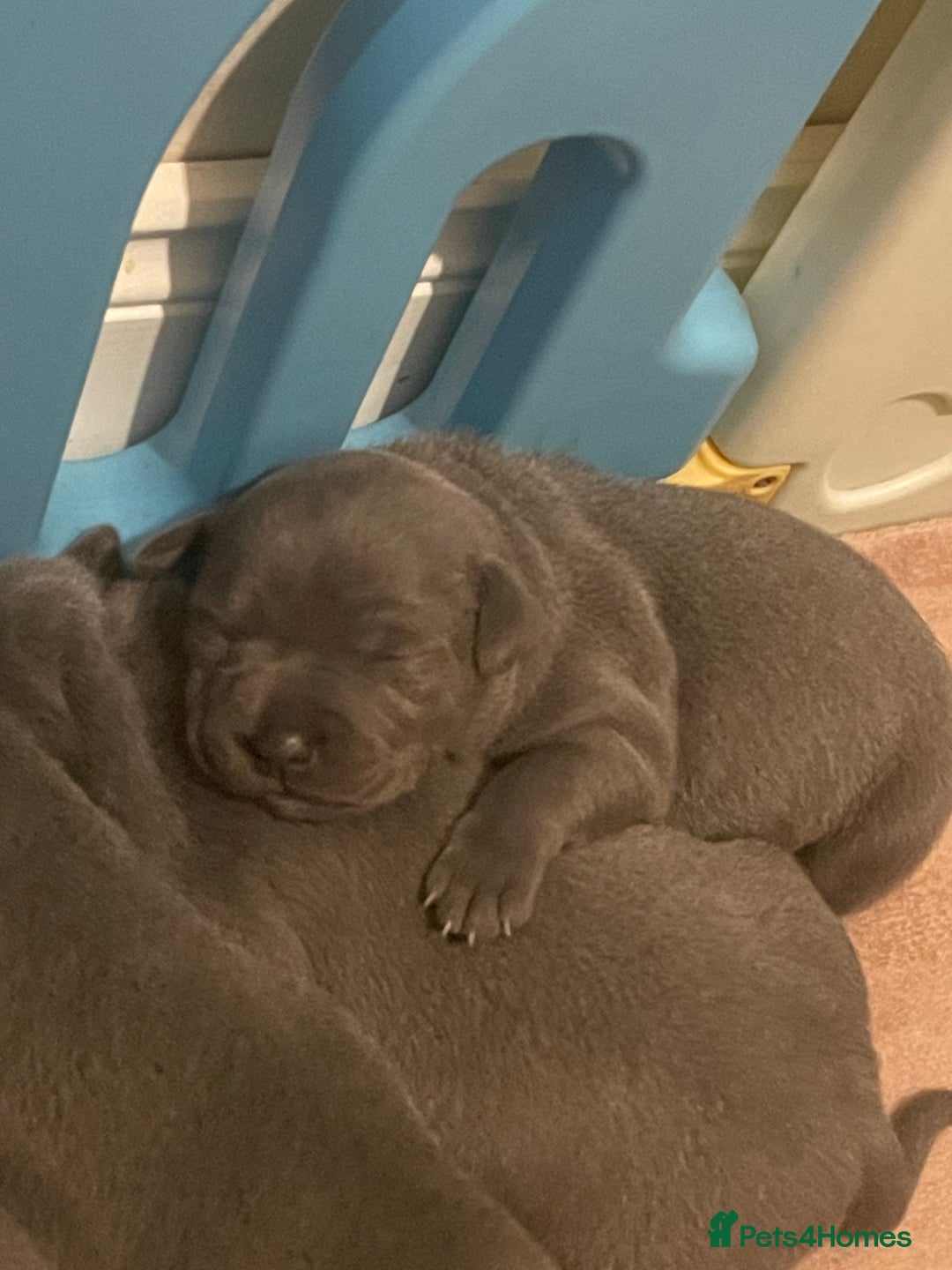 Staffordshire Bull Terrier dogs for sale: Blue Staffordshire bull terrier puppies  - Advert 4