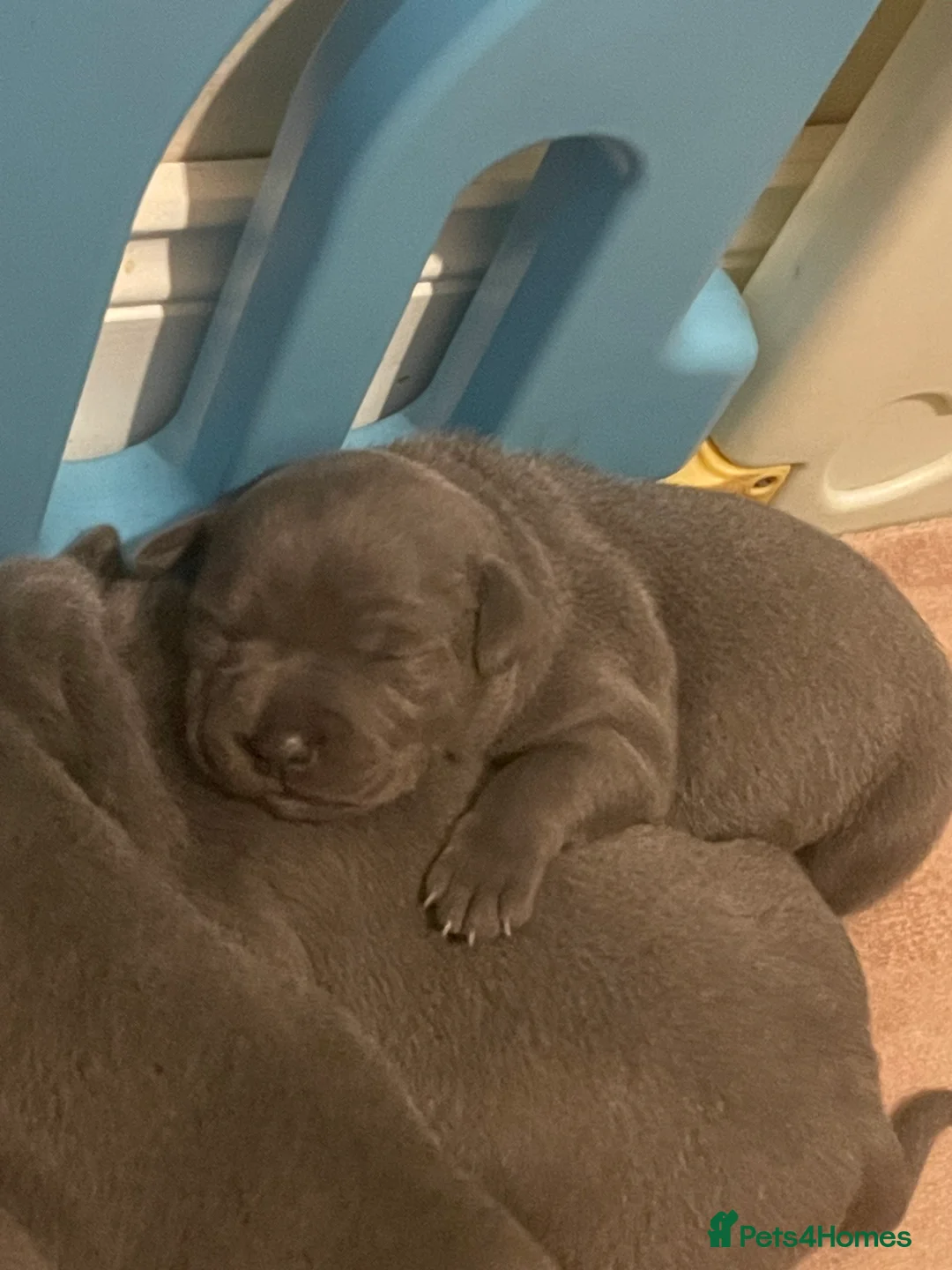 Staffordshire Bull Terrier dogs for sale: Blue Staffordshire bull terrier puppies  - Advert 4