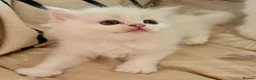Mixed Breed cats for sale: Persian x bsh kittens  - Advert 11