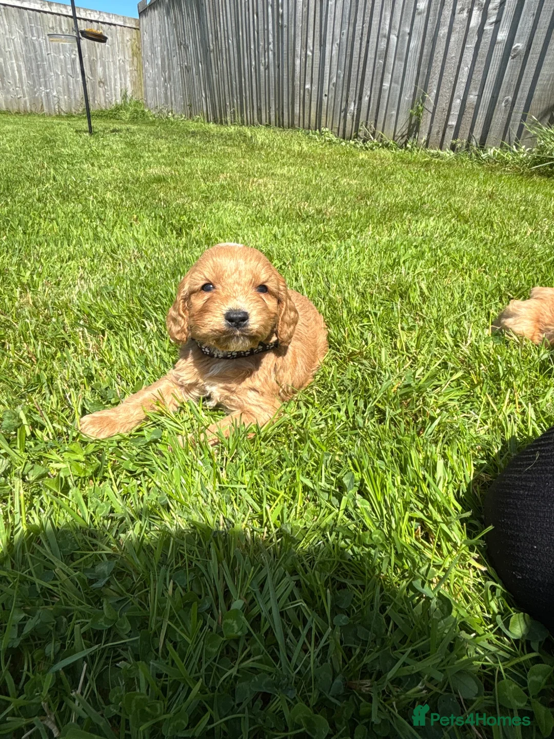 Cockapoo dogs for sale: Beautiful cockerpoo puppies - Advert 2