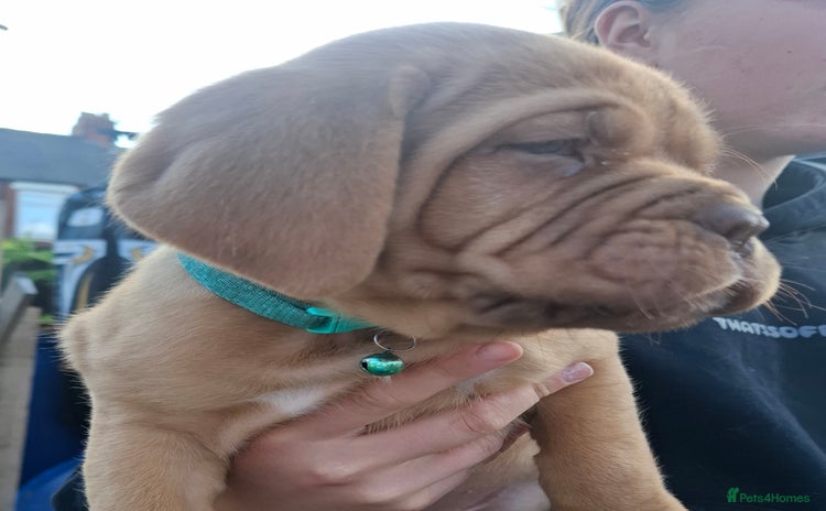 Dogue De Bordeaux dogs - Advert 1