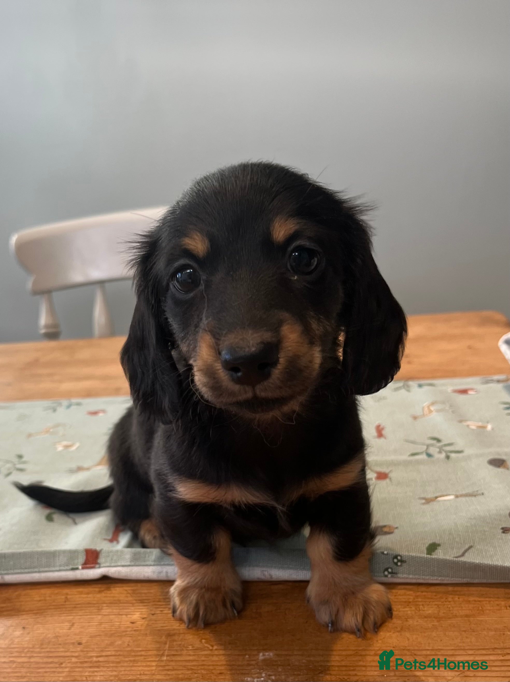 Miniature Dachshund dogs Mini long hair dachshund pups  - Advert 15