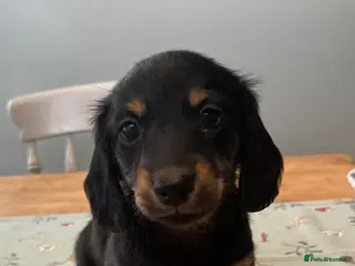 Miniature Dachshund dogs Ready to leave Mini long hair dachshund pups - Advert 11