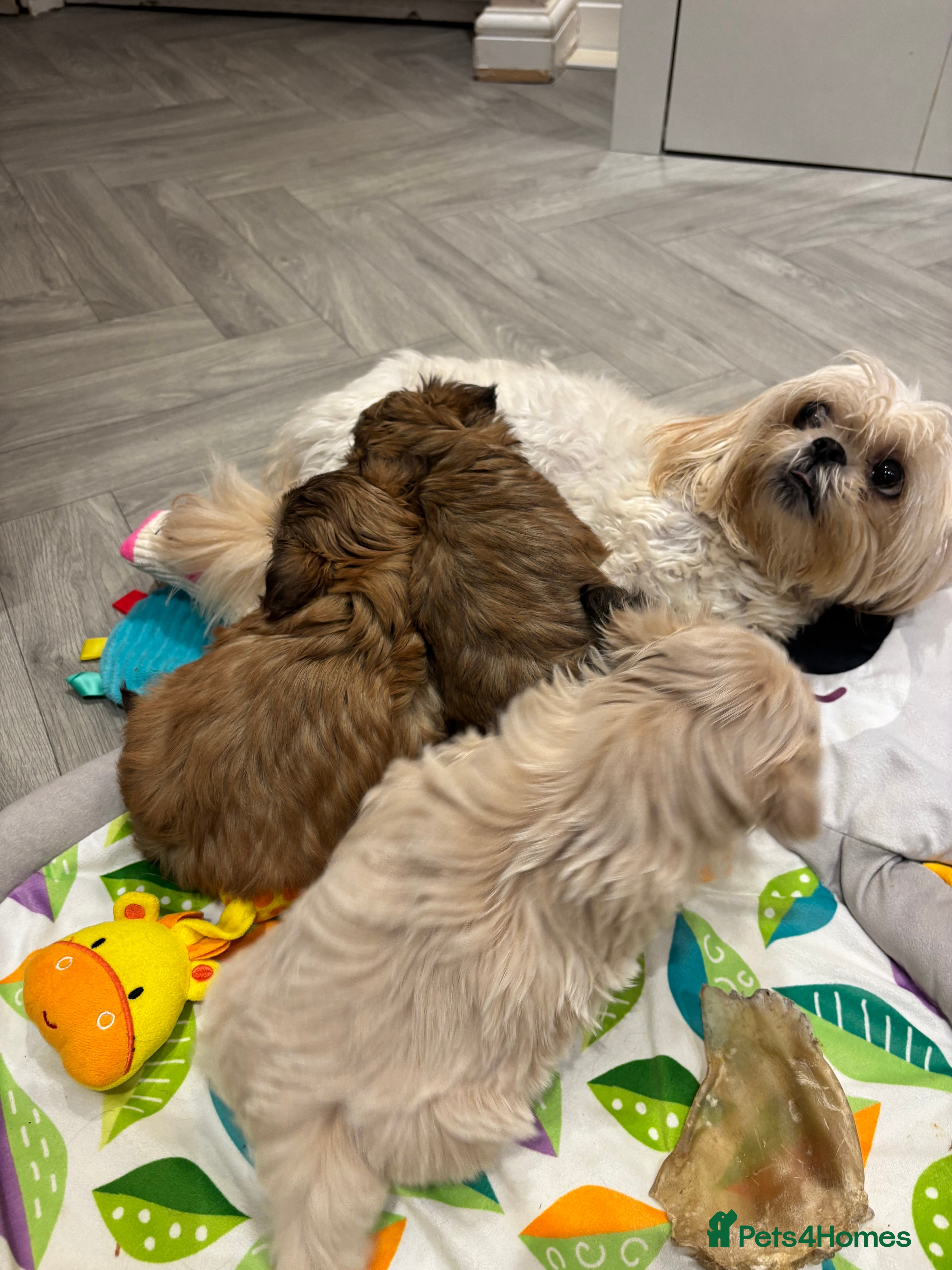 Shih Tzu dogs pure breed imperial shitzu puppies  in Neath - Advert 1