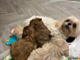 Shih Tzu dogs pure breed imperial shitzu puppies in Neath - Advert 1