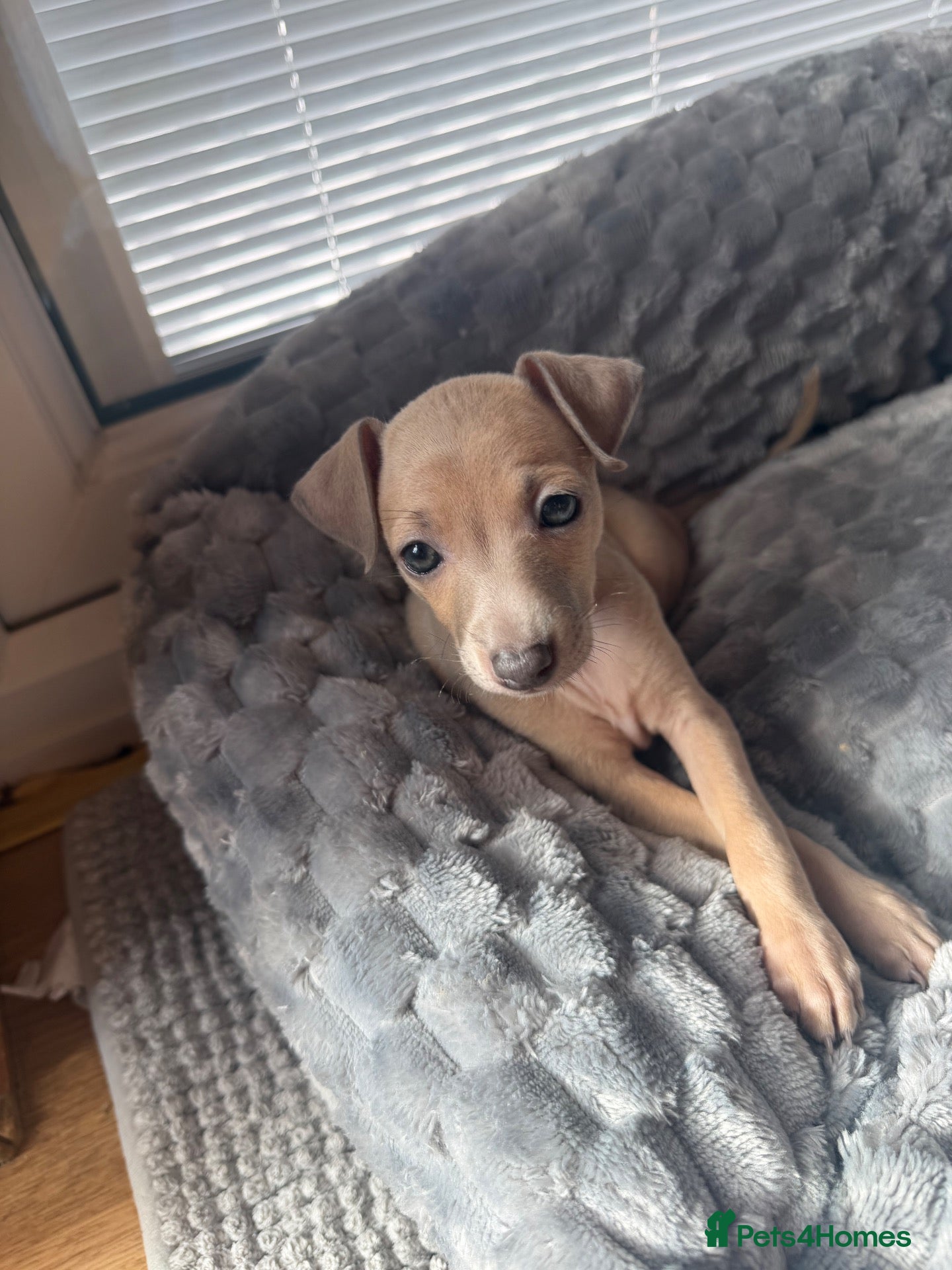 Italian Greyhound dogs Morgan’s KC registered Italian greyhounds  - Advert 11