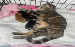 Domestic Shorthair cats for sale: 1 male and 3 female kittens ready next week  - Image 8