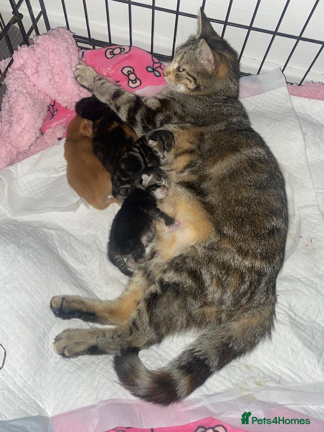 Domestic Shorthair cats for sale: 1 male and 3 female kittens ready next week  - Image 8