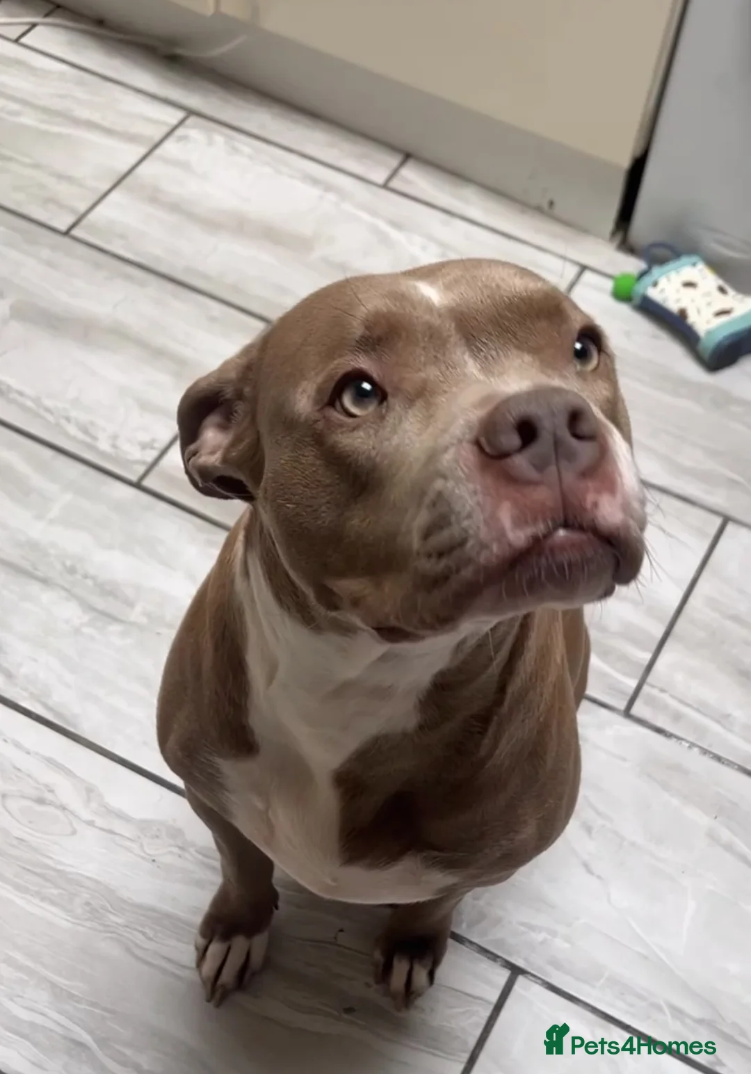 Mixed Breed dogs for sale: Female dog for sale - Advert 2