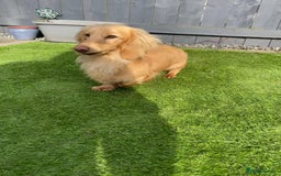 Miniature Dachshund dogs for sale: Kc miniature dachshund cream adult boy  - Image 4