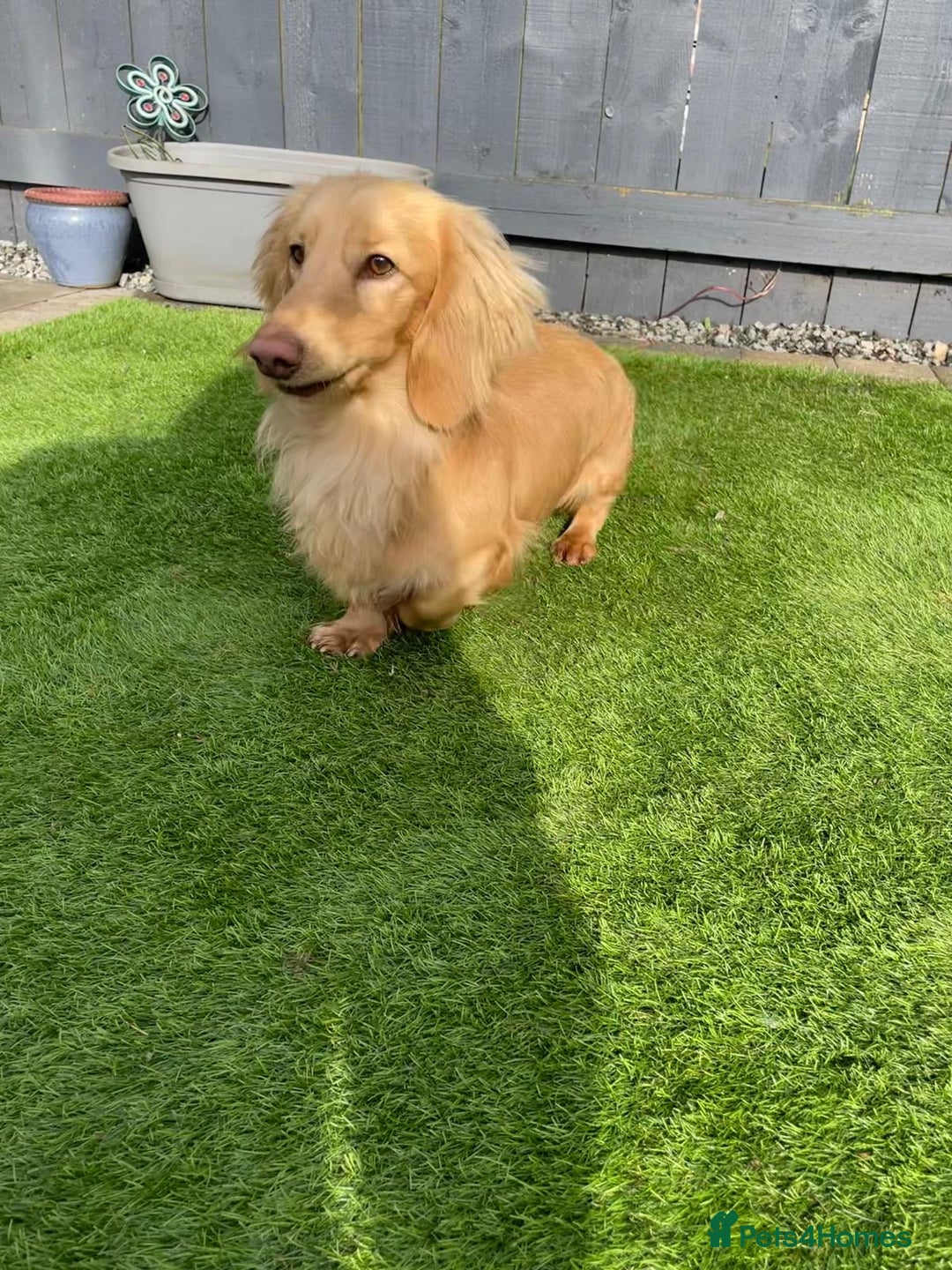 Miniature Dachshund dogs for sale: Kc miniature dachshund cream adult boy  - Image 4