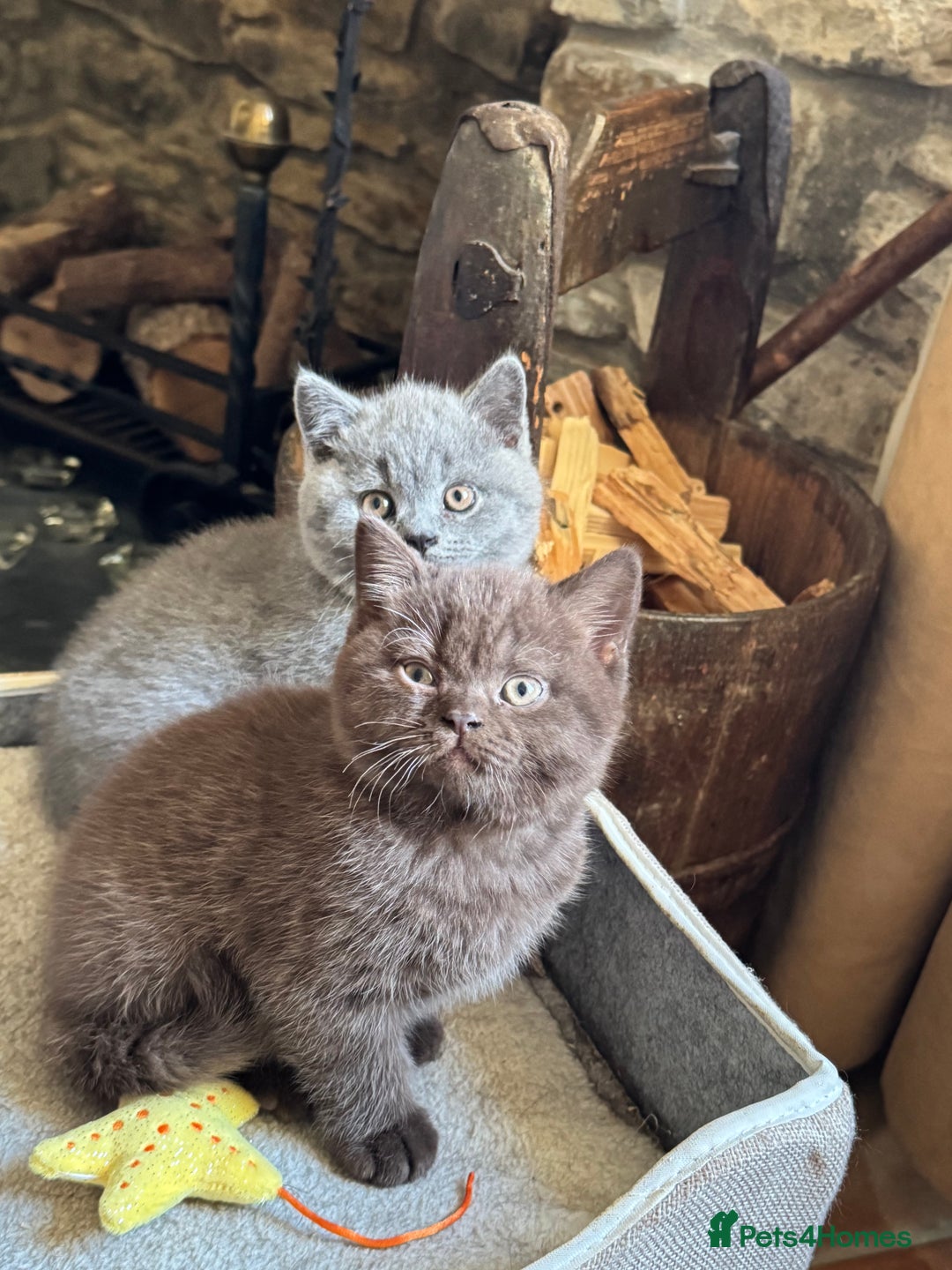 British Shorthair cats for sale: Grand Champion Sired British Shorthair Kittens - Advert 5