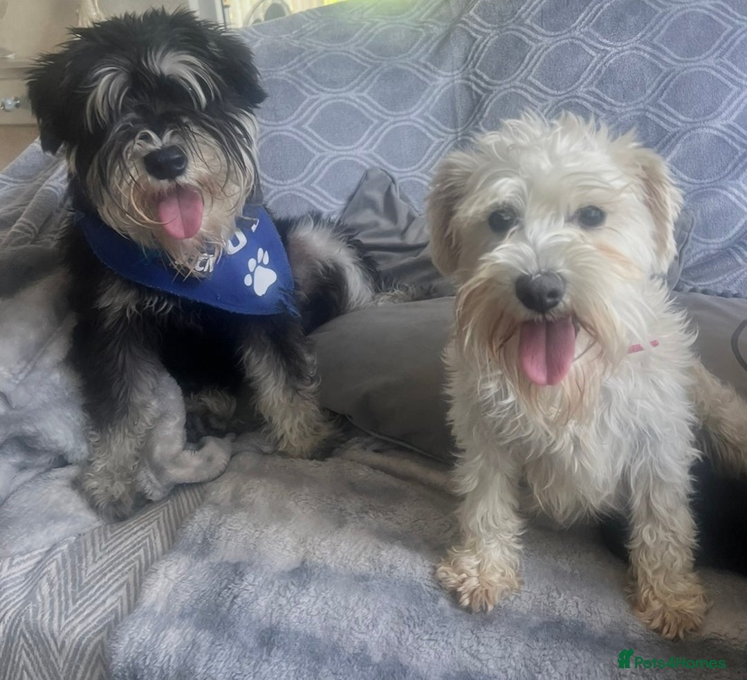 Miniature Schnauzer dogs for sale: 🤎🖤🩶Stunning Miniature Schnauzer Pups🩶🖤🤎 - Advert 16