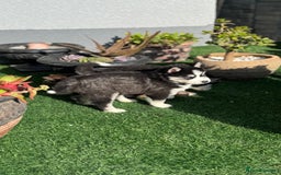 Siberian Husky dogs for sale: Siberian husky puppies - Image 7