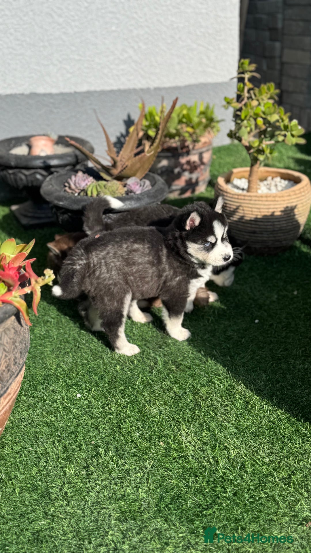 Siberian Husky dogs for sale: Siberian husky puppies - Image 7