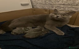 British Shorthair cats for sale: 💙❤️ British shorthair 💙❤️ - Advert 7