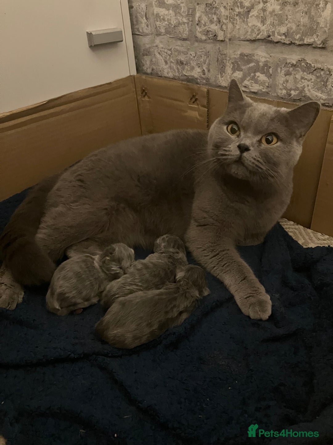 British Shorthair cats for sale: 💙❤️ British shorthair 💙❤️ - Advert 7