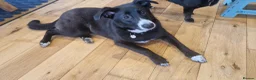 Mixed Breed dogs for adoption: FLEUR-happy&playful girl/ loves dogs/ affectionate - Advert 4