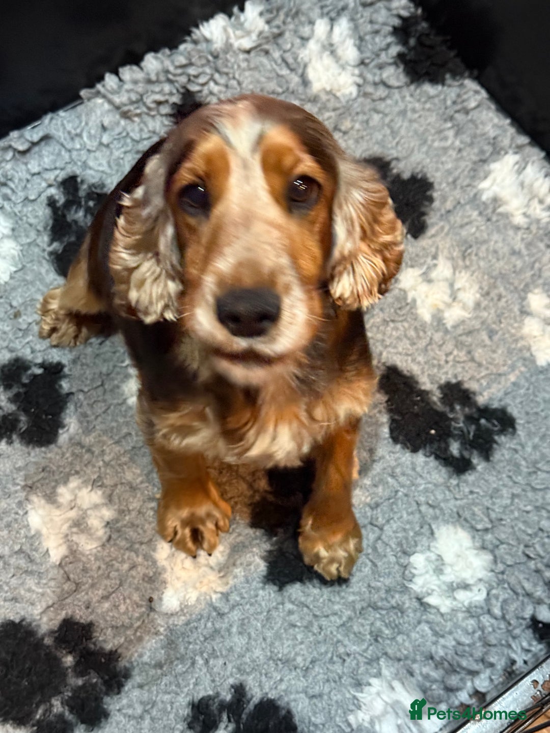 Cocker Spaniel dogs for sale: KC Show Cocker Spaniels , health tested parents  - Advert 4