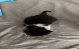 Mixed Breed cats for sale: 3 beautiful kittens available  - Image 6