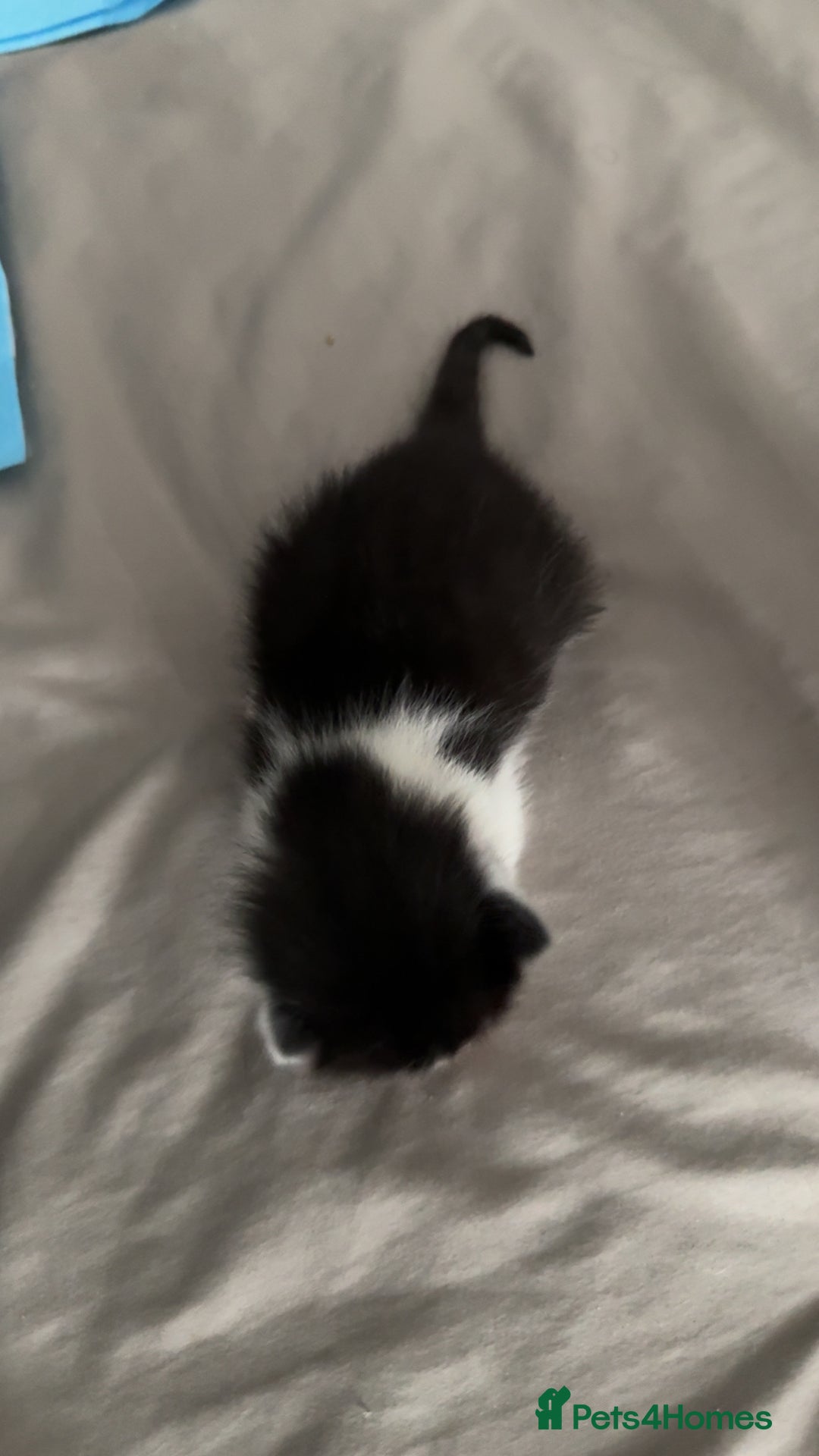 Mixed Breed cats for sale: 3 beautiful kittens available  - Image 6