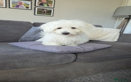 Maltese dogs for sale: Malteaste male - Image 2
