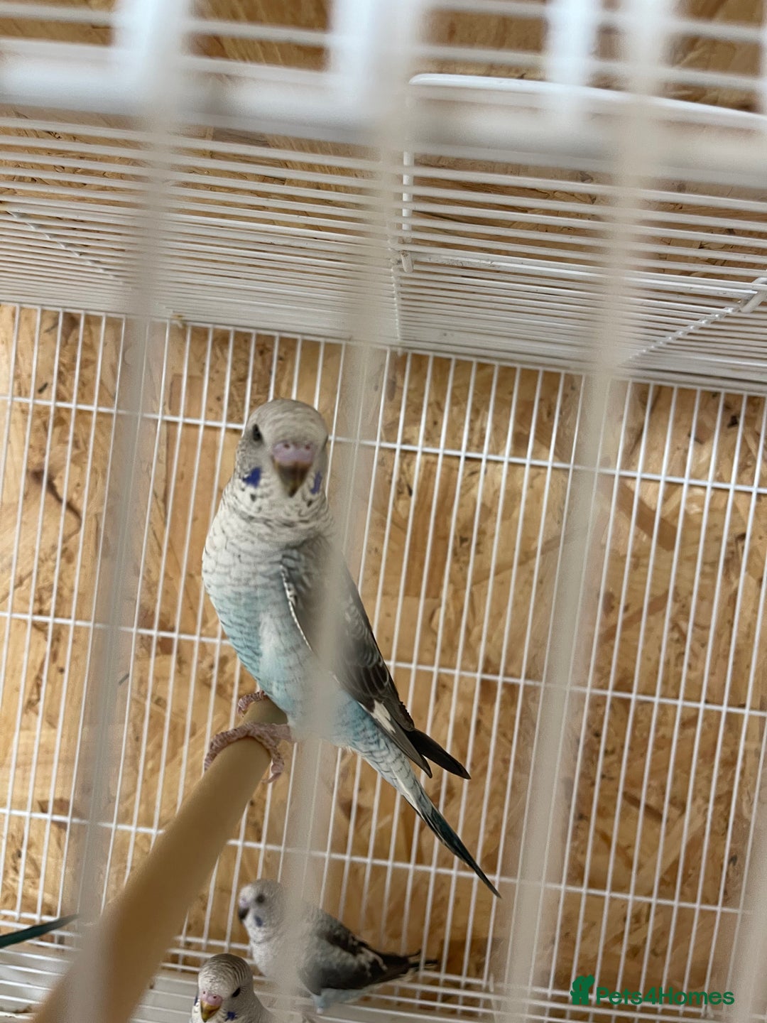 Budgerigars birds for sale: Black wing budgies forsale - Image 5