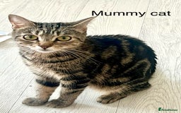 Bengal cats for sale: Gorgeous Bengal kittens ready on go 26th September - Image 20