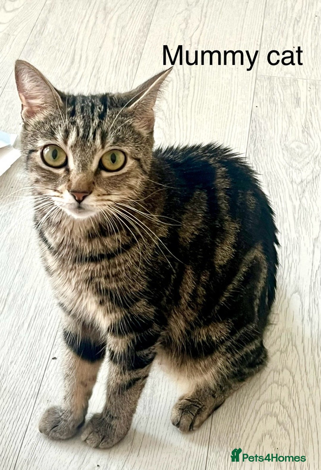 Bengal cats for sale: Gorgeous Bengal kittens ready on go 26th September - Image 20