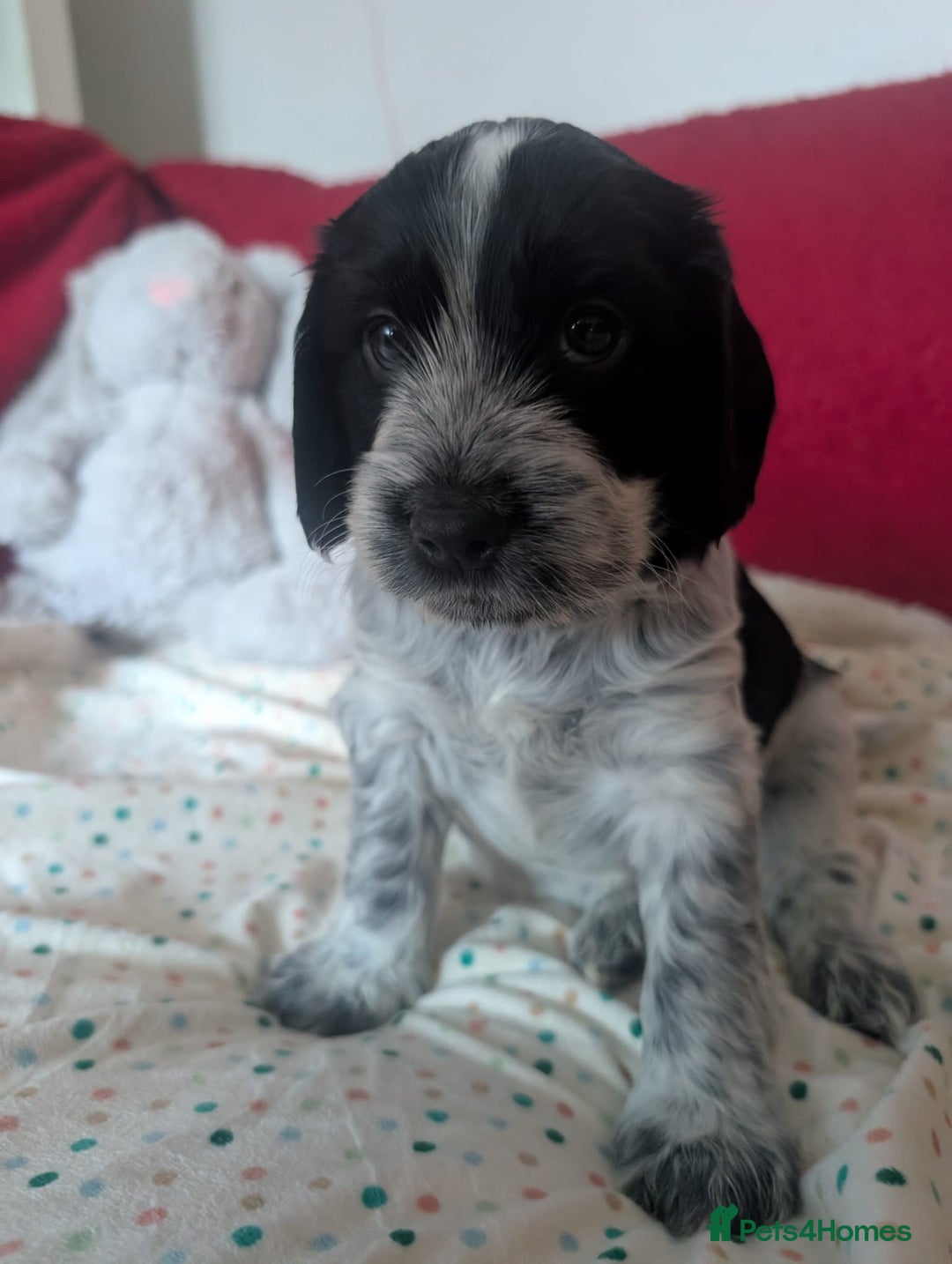 Cockapoo dogs for sale: Cockapoo F2b Pups – Ready for Their Forever Homes - Advert 6