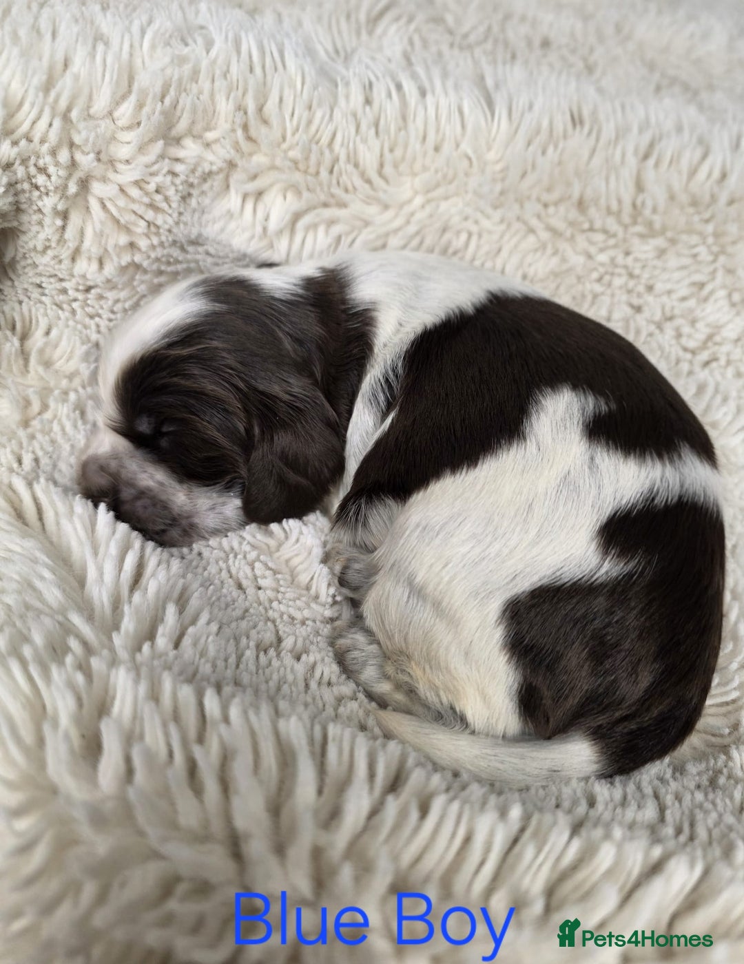 Cocker Spaniel dogs for sale: Beautiful Show Type Cocker Spaniels - Advert 7