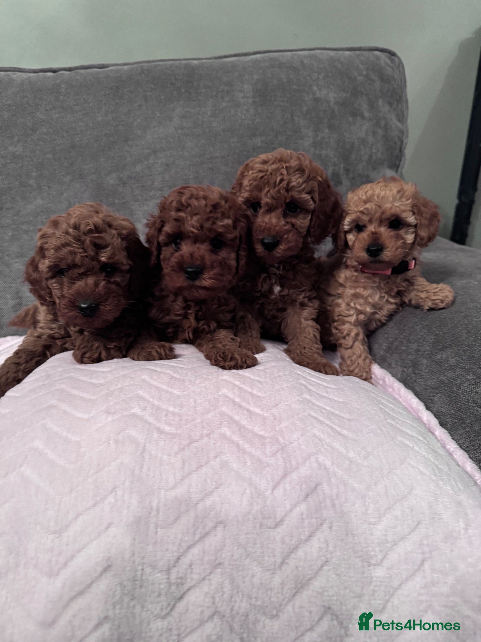 Cavapoo dogs Beautiful Cavapoo girls  - Advert 1