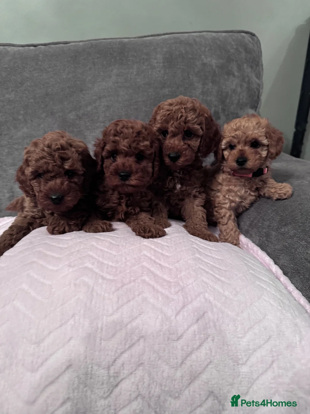 Cavapoo dogs for sale: Beautiful Cavapoo girls  - Advert 1