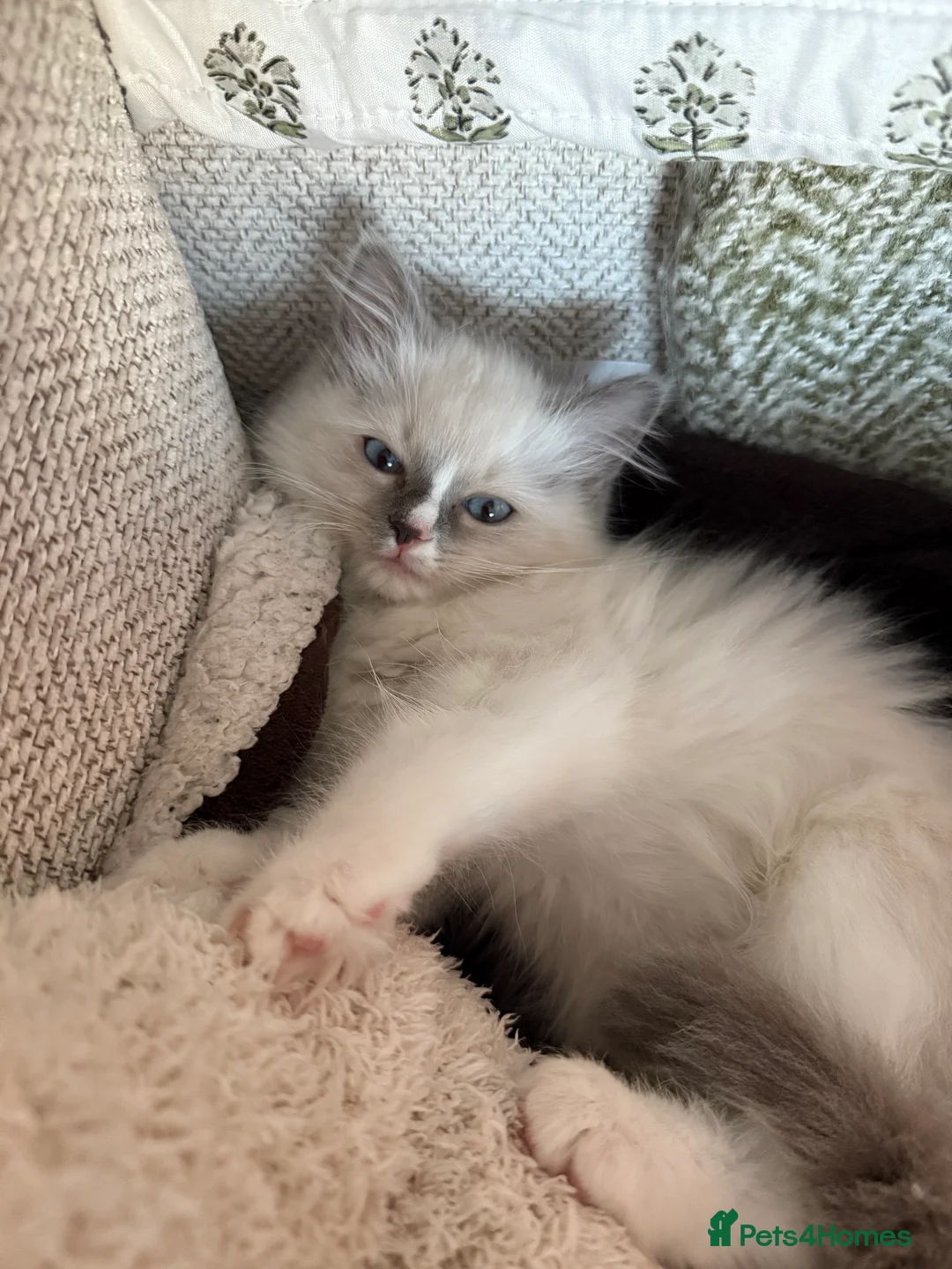 Ragdoll cats for sale: European Purebred Female Ragdoll 🩷 - Advert 12