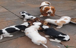 Basset Hound dogs for sale: Basset hound puppies  - Image 2