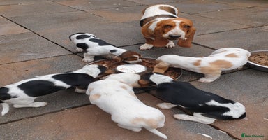 Basset Hound dogs - Advert 2