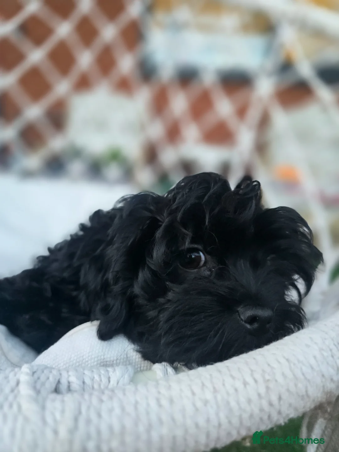 Havanese dogs for sale: Russkaya Tsvetnaya Bolonka- Rare,Devoted, Adorable - Advert 1