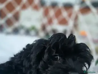 Havanese dogs Russkaya Tsvetnaya Bolonka- Rare,Devoted, Adorable - Advert 1