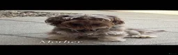 Yorkshire Terrier dogs for sale: Beautiful Yorkshire terrier puppies for sale - Advert 25