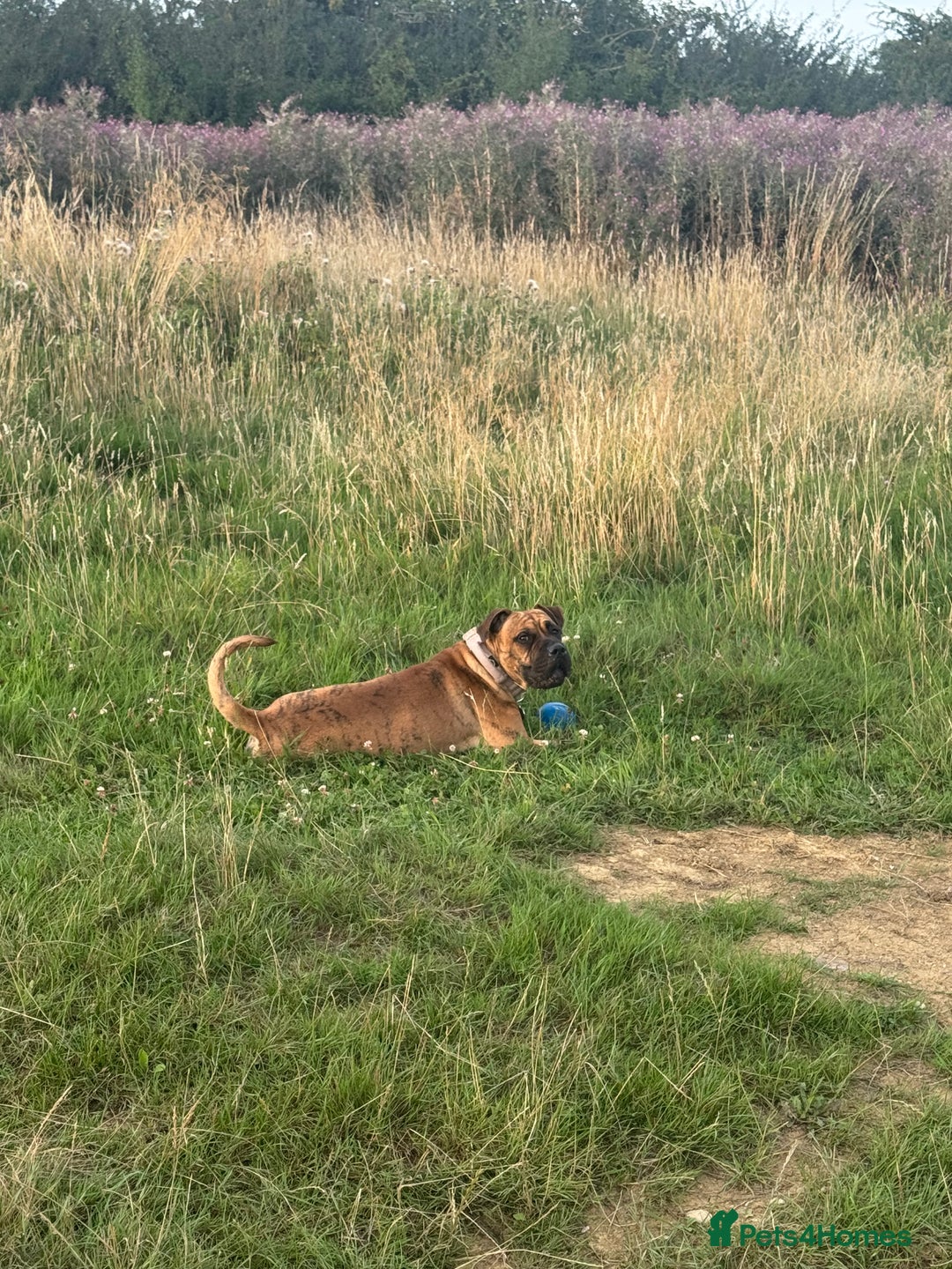 Presa Canario dogs for sale: Ecco  - Advert 9