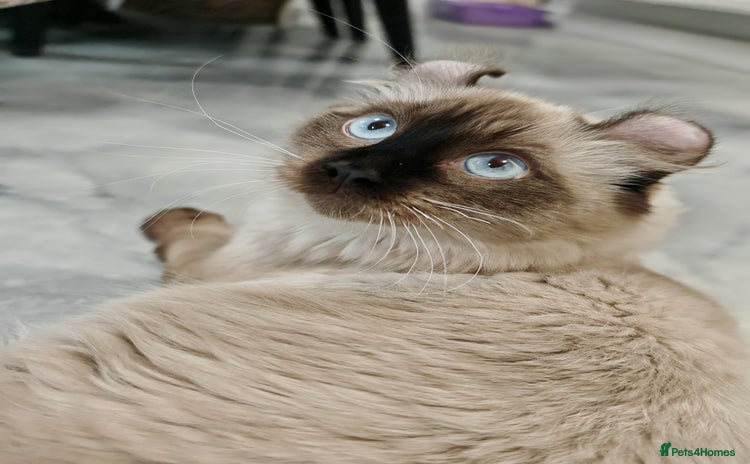 American Curl cats - Advert 9