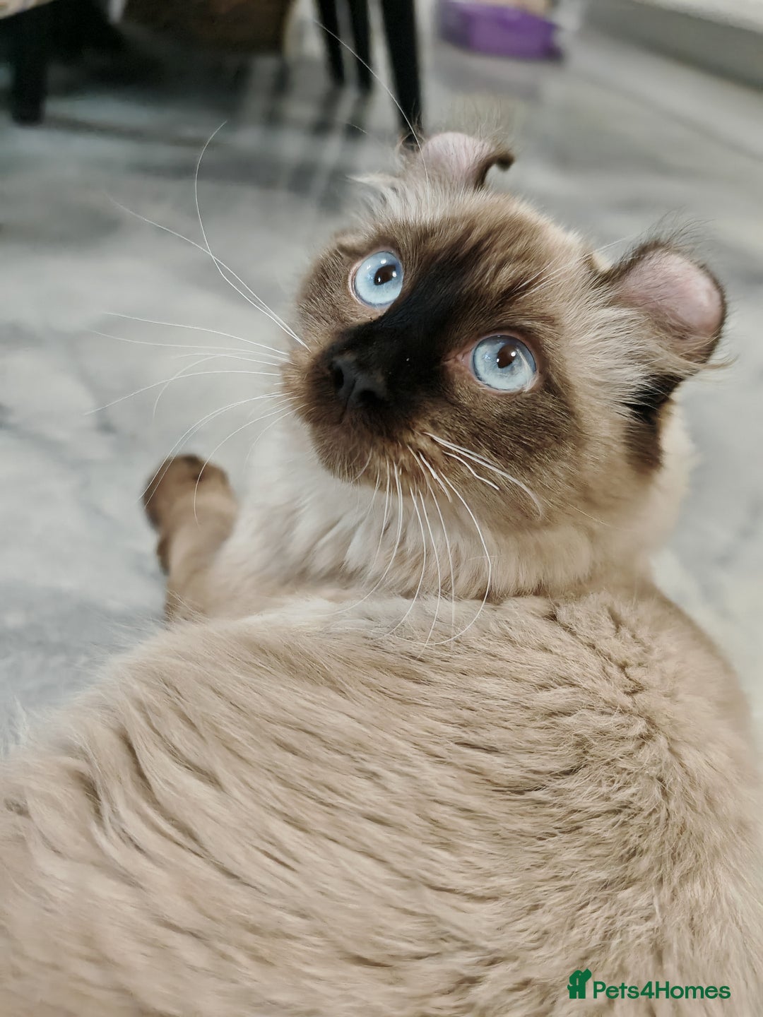 American Curl cats for sale: Two very rare and wonderful kittens for sale - Image 1