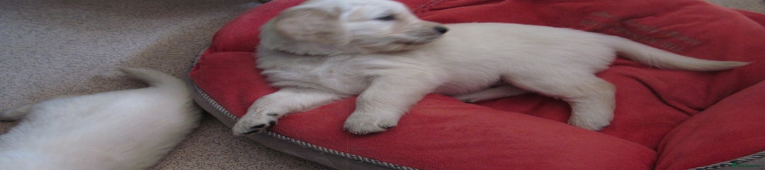 Golden Retriever Puppy 1